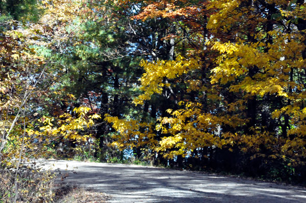 fall colors on a narrow, curvy, dirt road